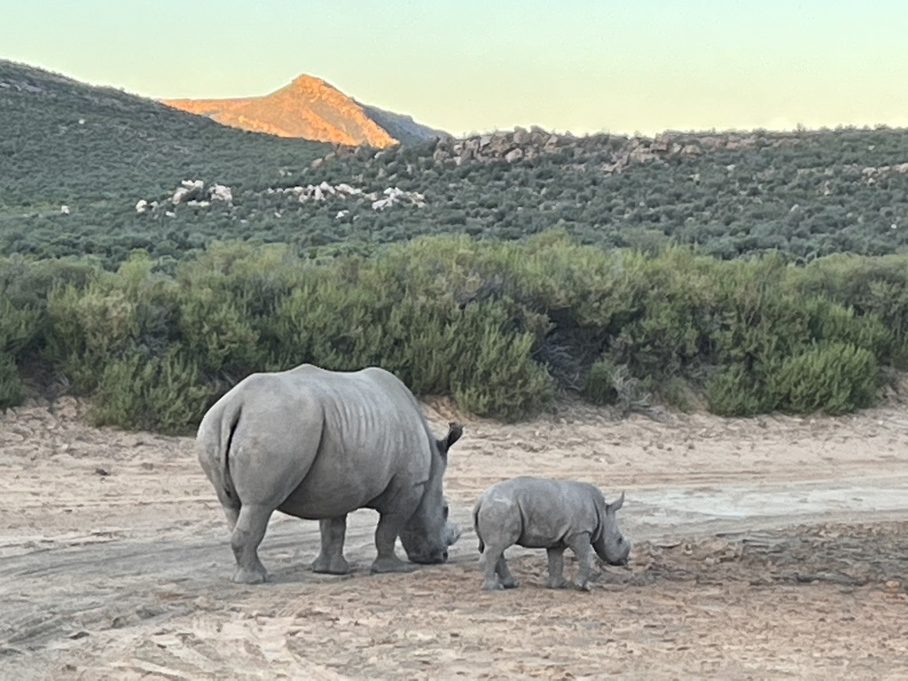 Cape Town : Séjour incentive et séminaire d'entreprise au cœur de l’Afrique du Sud entre nature, culture et innovation