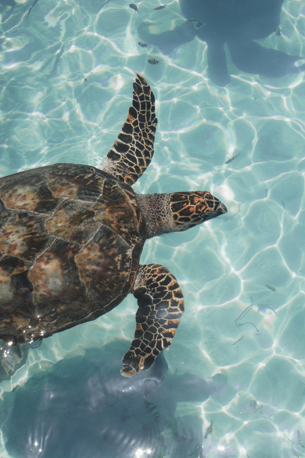 Cancun : Un séminaire d'entreprise unique et un voyage incentive inoubliable au Mexique