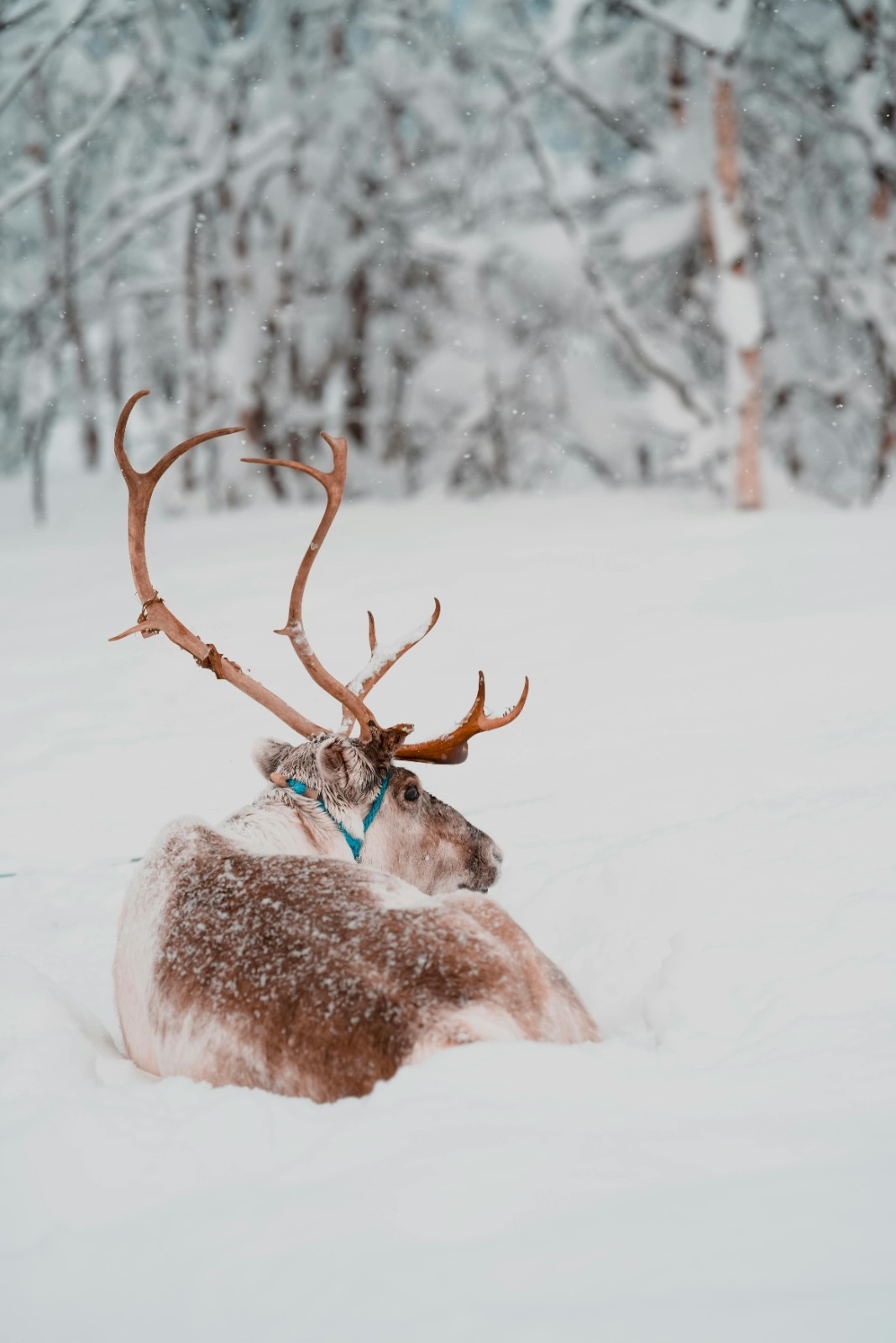 Voyage de récompense en Laponie : Un voyage incentive magique en Finlande entre neige, team building et récompense