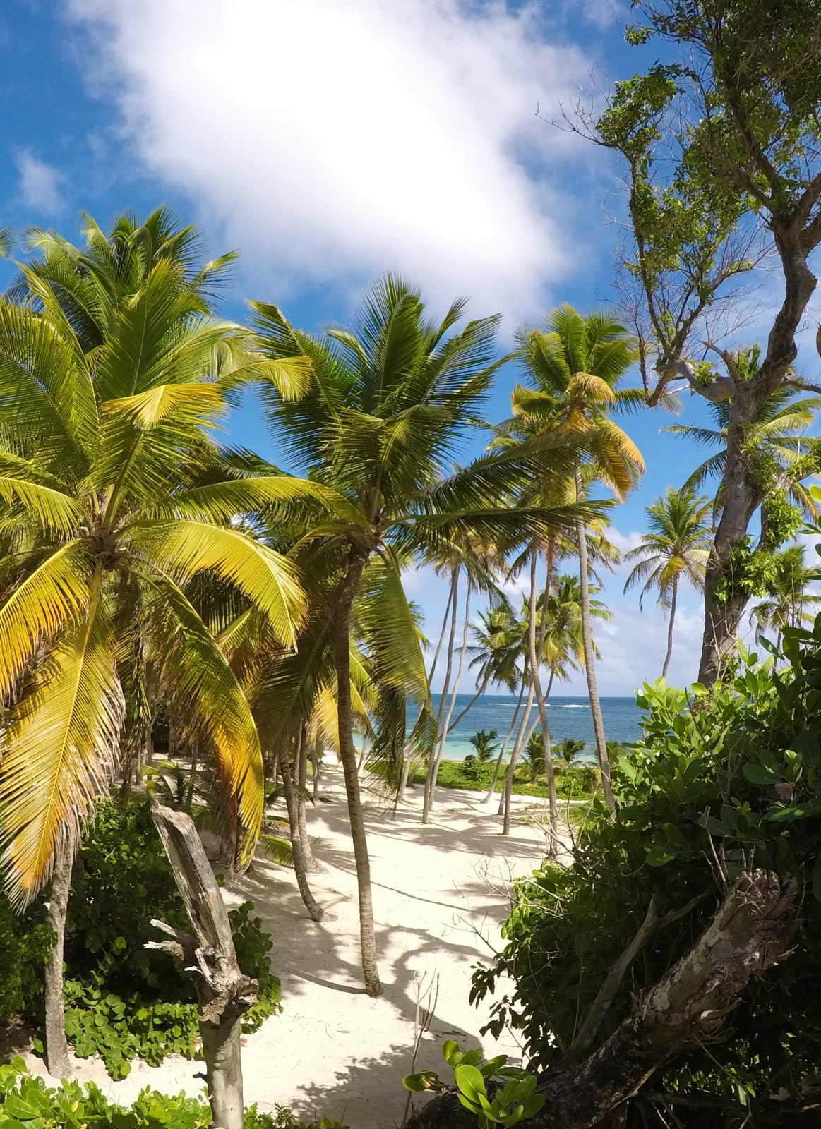 Martinique : Un séminaire d’entreprise et un voyage incentive inoubliable dans un des décors paradisiaque des Caraïbes