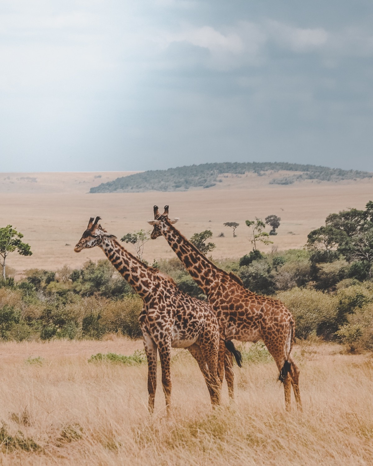 Tanzanie : Top 10 des aventures à proposer pour un séminaire d'entreprise et un voyage incentive sur mesure