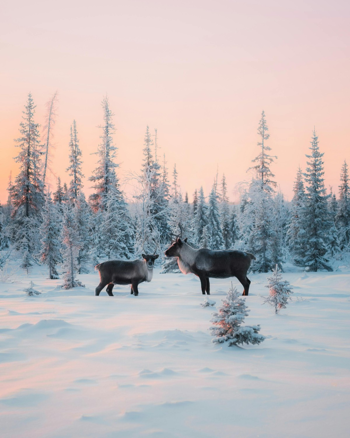 Voyage de récompense en Laponie : Un voyage incentive magique en Finlande entre neige, team building et récompense