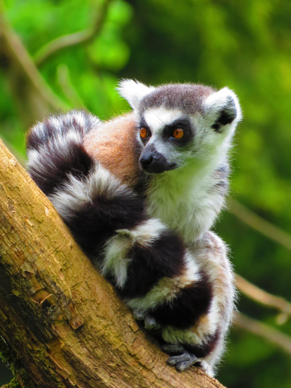 Madagascar : Séminaire d'entreprise et séjour incentive extraordinaire au cœur d'une île aux trésors naturels