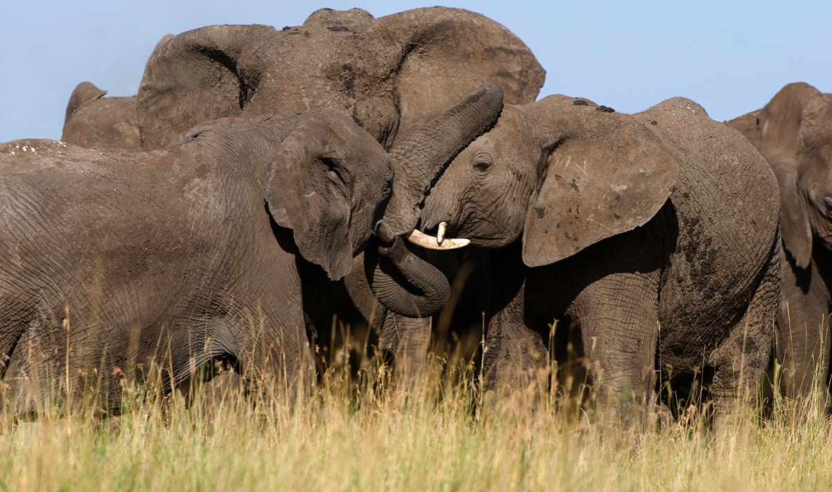 Voyage incentive en Tanzanie : l’aventure safari au service de la motivation d’équipe