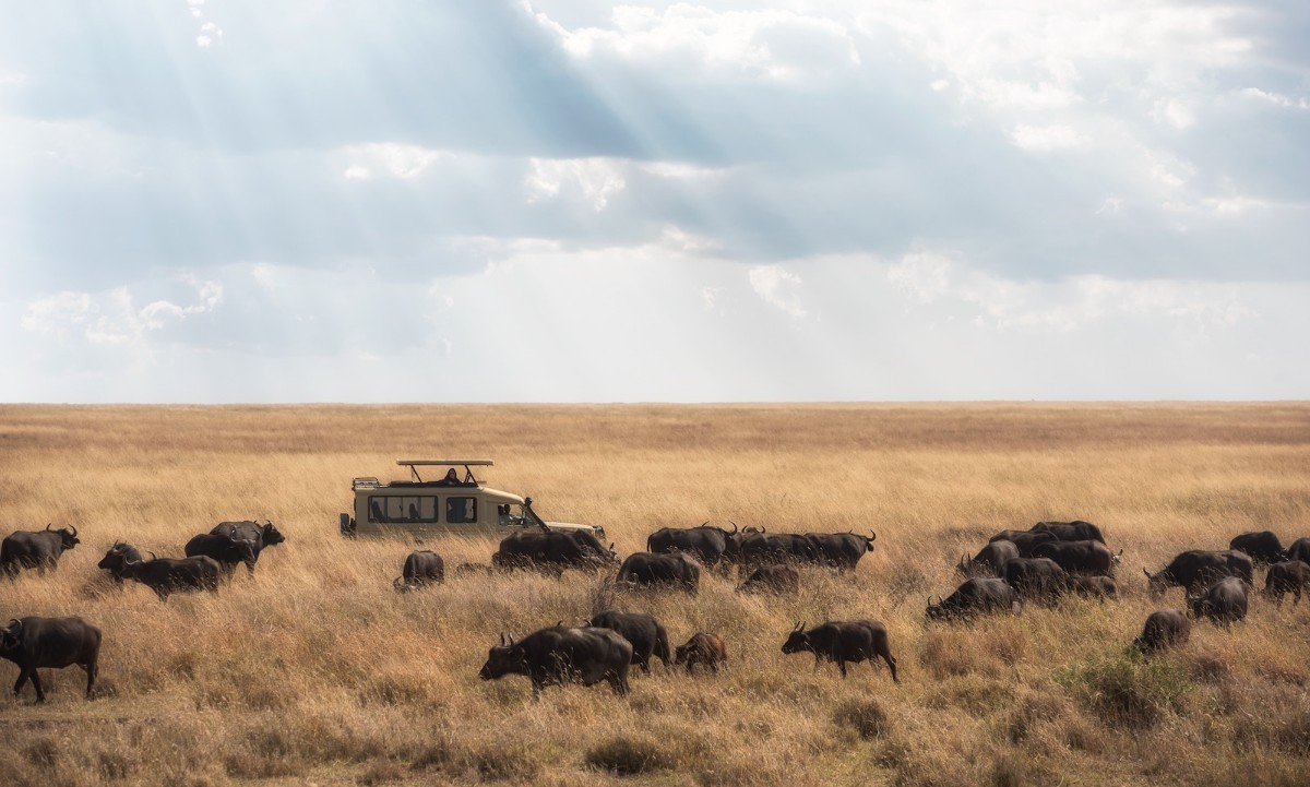Tanzanie : Top 10 des aventures à proposer pour un séminaire d'entreprise et un voyage incentive sur mesure