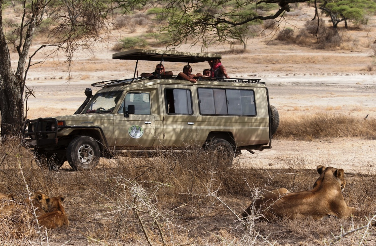 Voyage incentive en Tanzanie : l’aventure safari au service de la motivation d’équipe