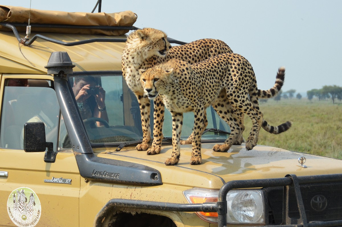Voyage de récompense en Tanzanie : un voyage incentive entre savane, team building et aventure humaine