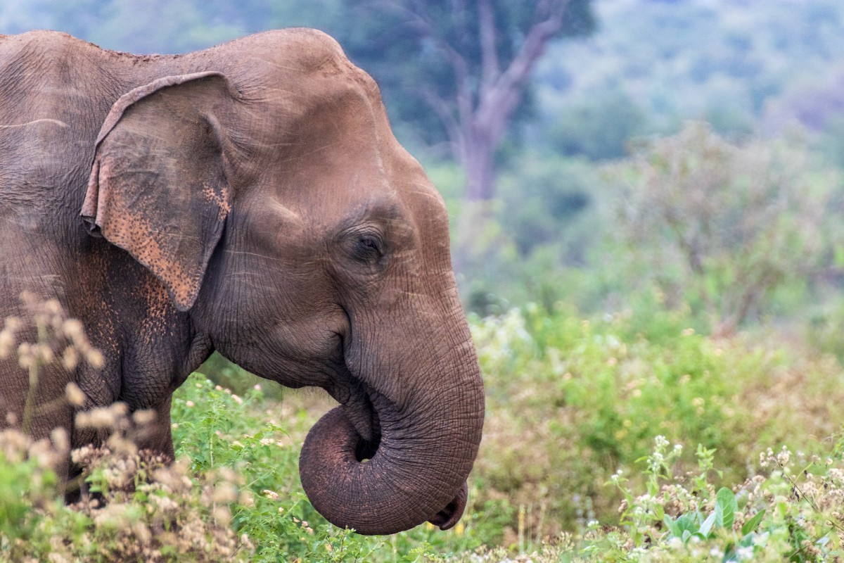 Sri Lanka : Séminaire d'entreprise et voyage incentive entre paysages exotiques et authentiques