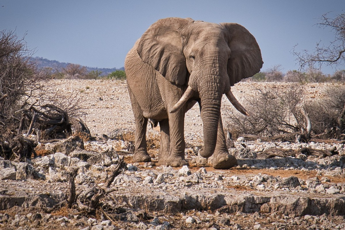 Pourquoi choisir la Namibie pour votre prochain voyage incentive et séminaire d’entreprise ?