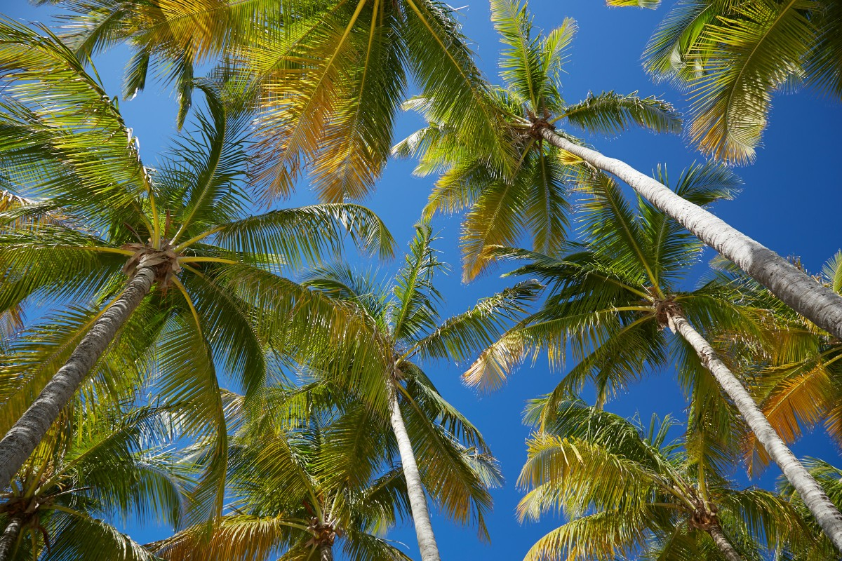 Guadeloupe : Un séminaire d'entreprise sur mesure et voyage incentive sous le soleil des Caraïbes