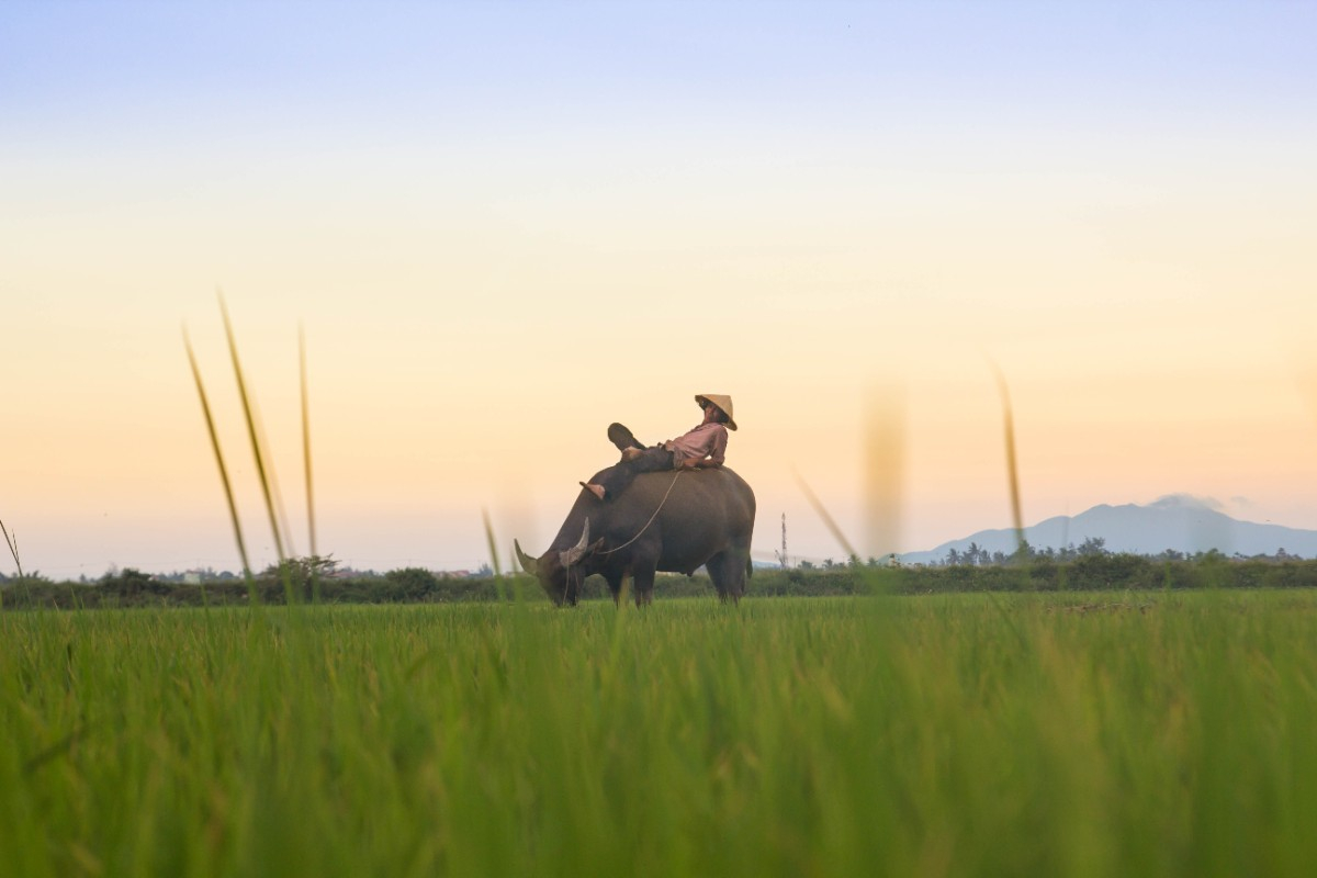 Séminaire d’entreprise au Vietnam : un voyage incentive entre rizières, culture et performance collective
