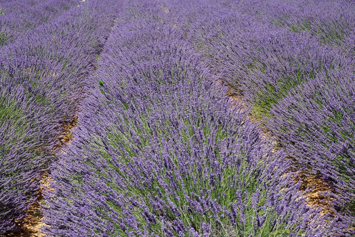 Aix-en-Provence : un séminaire d’entreprise entre nature, culture et team-building éco-responsable