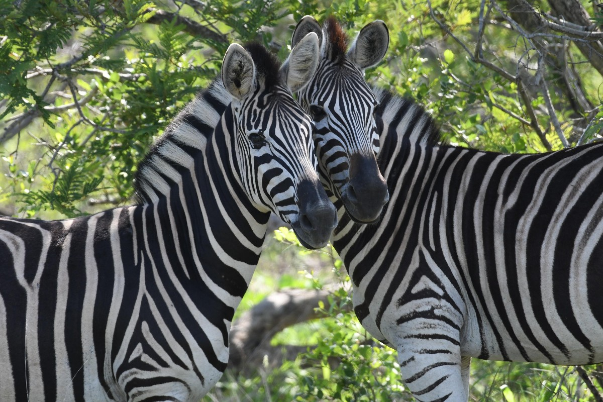 Johannesburg : Le cadre idéal pour un séminaire d'entreprise dynamique et un voyage incentive immersif au cœur de l’Afrique du Sud
