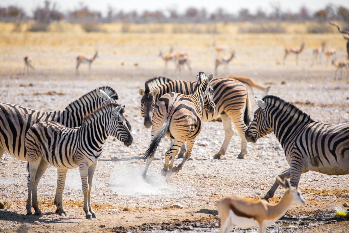 Un séminaire d'entreprise en Namibie, une expérience immersive entre désert et aventure