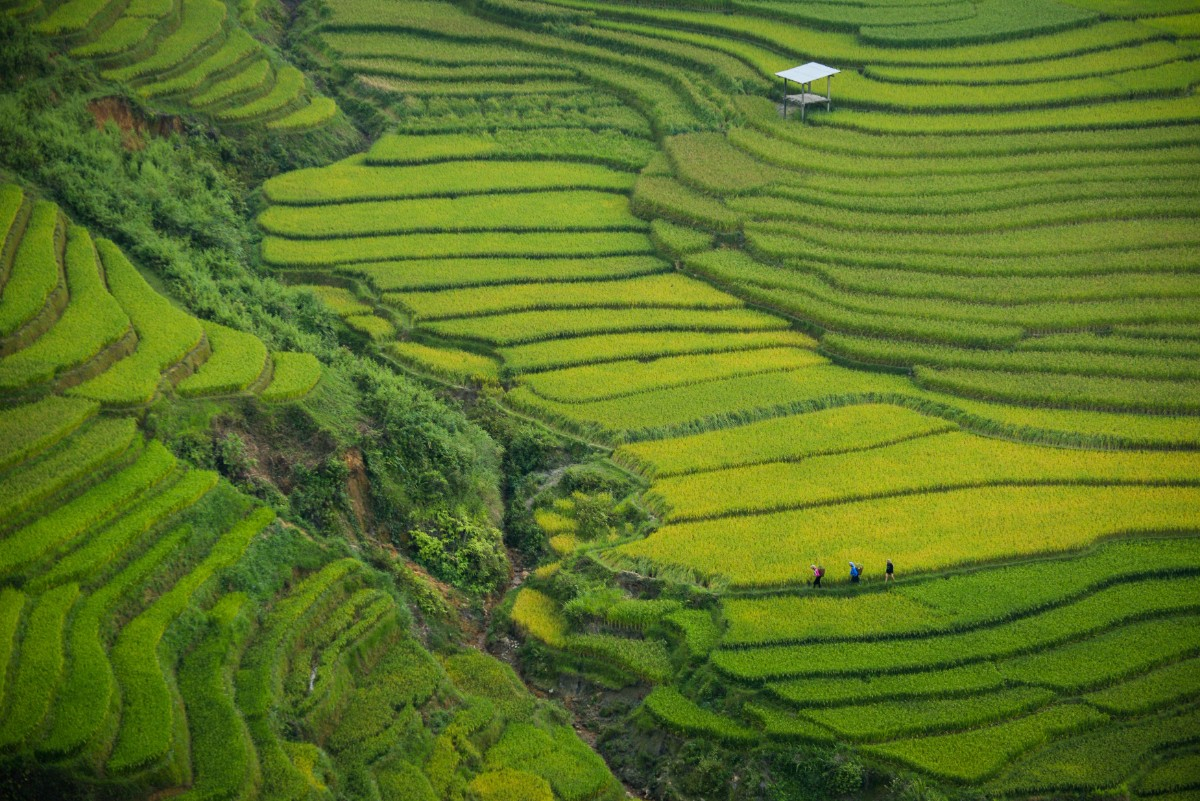 Séminaire d’entreprise au Vietnam : un voyage incentive entre rizières, culture et performance collective