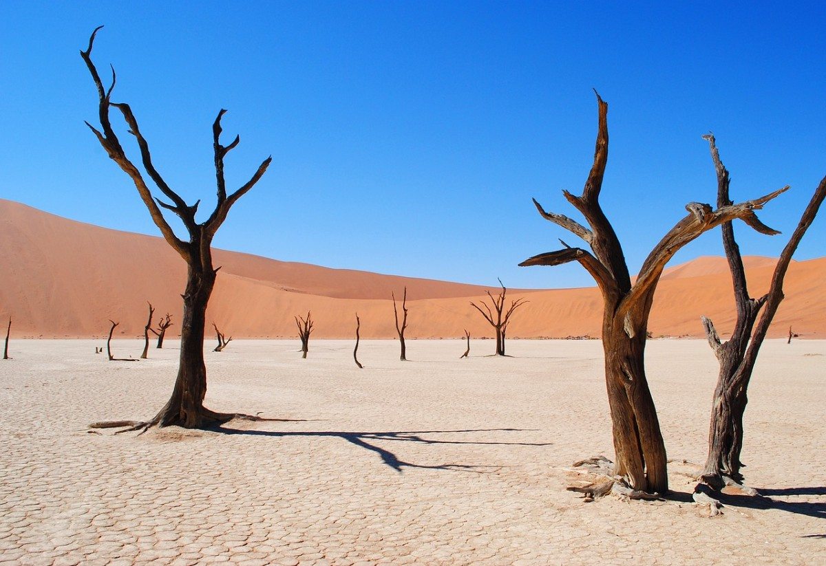 Un séminaire d'entreprise en Namibie, une expérience immersive entre désert et aventure