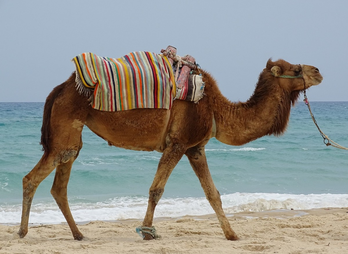 Organiser un voyage incentive en Tunisie à Tunis : activités team building et événements professionnels