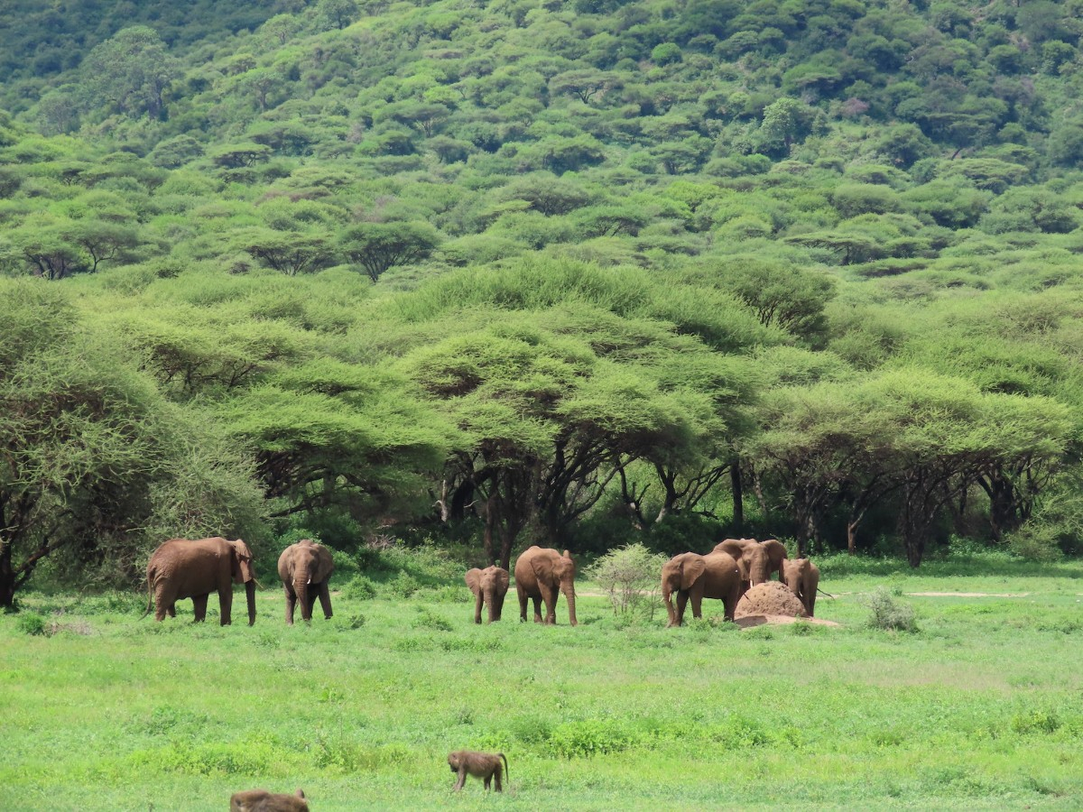 Tanzanie : Top 10 des aventures à proposer pour un séminaire d'entreprise et un voyage incentive sur mesure