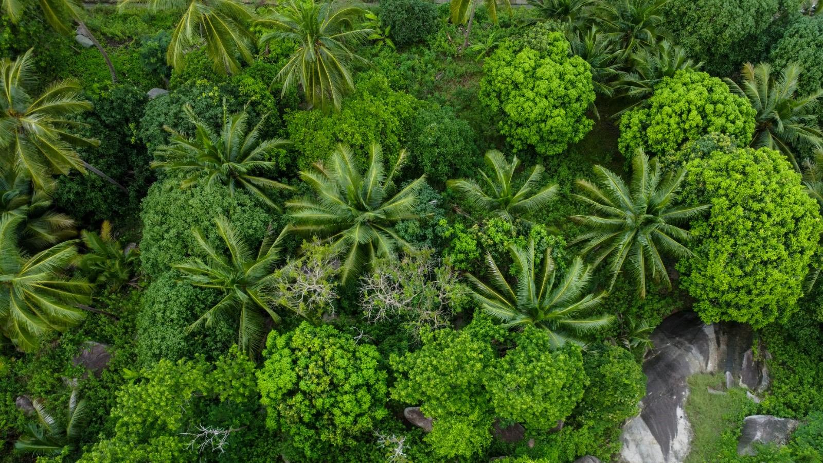 Koh Tao : Séjour incentive et séminaire d'entreprise entre plongée, nature et cohésion d'équipe