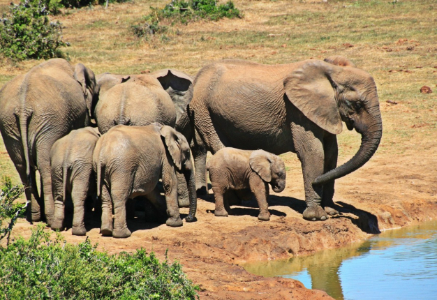 Johannesburg : Le cadre idéal pour un séminaire d'entreprise dynamique et un voyage incentive immersif au cœur de l’Afrique du Sud