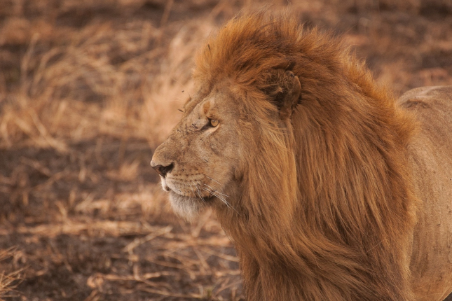 Voyage incentive en Tanzanie : l’aventure safari au service de la motivation d’équipe