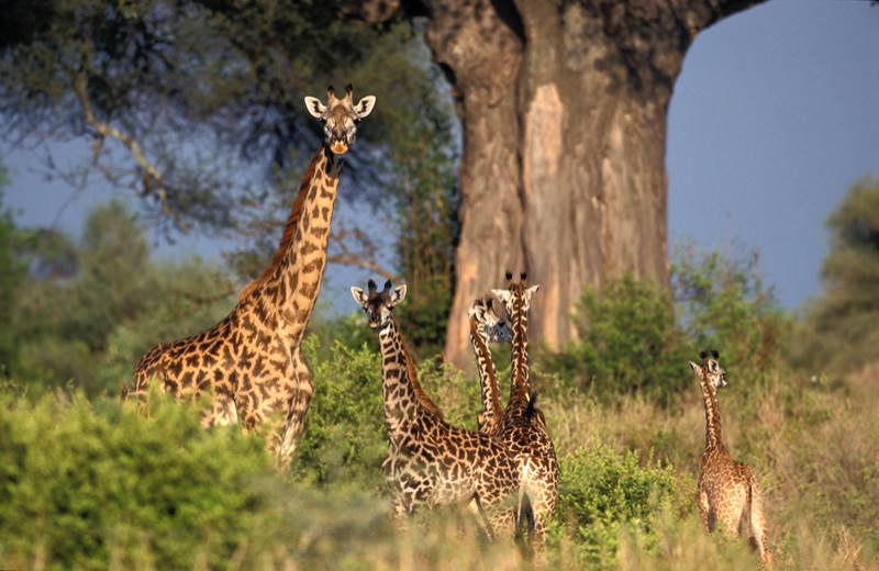 Voyage d’entreprise en Tanzanie : récompenser, rassembler, inspirer autrement