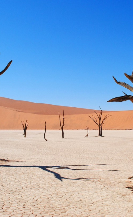 Un séminaire d'entreprise en Namibie, une expérience immersive entre désert et aventure