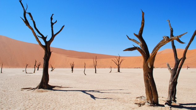 Un séminaire d'entreprise en Namibie, une expérience immersive entre désert et aventure