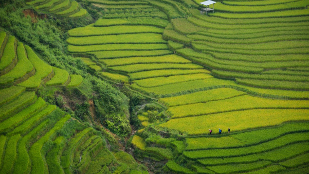 Voyage de récompense dans le Nord du Vietnam : un voyage incentive entre rizières, team building et culture