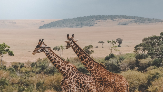 Tanzanie : Top 10 des aventures à proposer pour un séminaire d'entreprise et un voyage incentive sur mesure