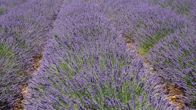 Aix-en-Provence : un séminaire d’entreprise entre nature, culture et team-building éco-responsable