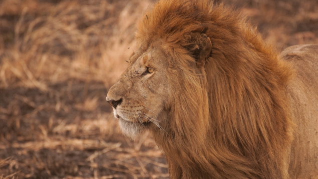 Voyage incentive en Tanzanie : l’aventure safari au service de la motivation d’équipe