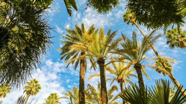 Marrakech : Un voyage incentive sur mesure pour renforcer la cohésion d'équipe et motiver vos collaborateurs au Maroc