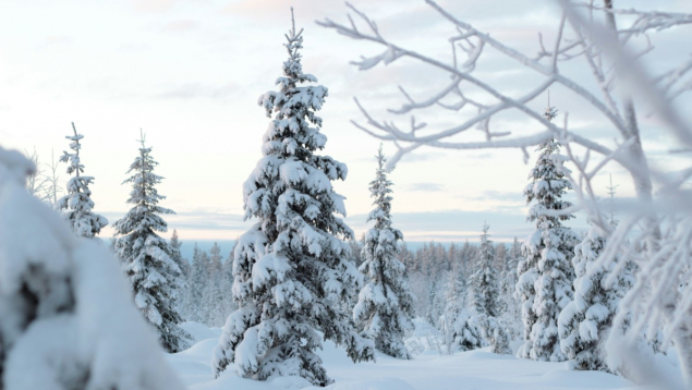 Voyage de récompense en Laponie : Un voyage incentive magique en Finlande entre neige, team building et récompense