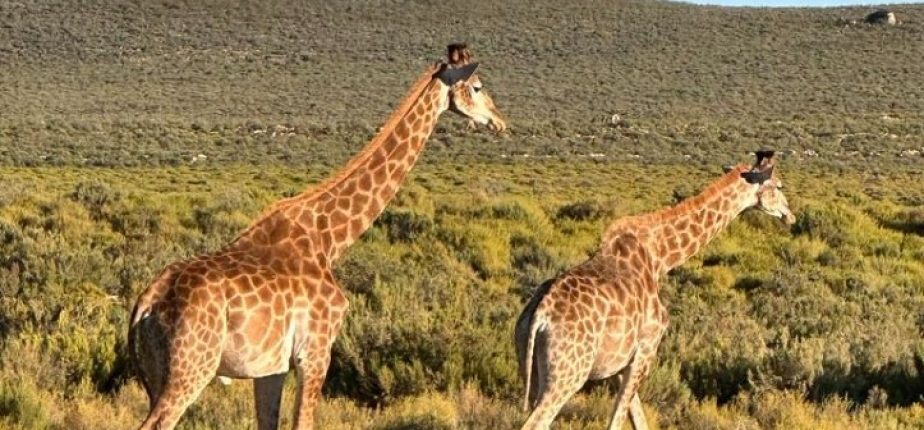 Cape Town : dépaysement et cohésion pour un séminaire d’exception au bout du monde