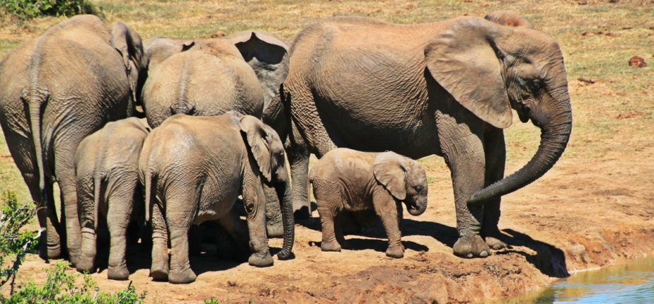 Johannesburg : Le cadre idéal pour un séminaire d'entreprise dynamique et un voyage incentive immersif au cœur de l’Afrique du Sud