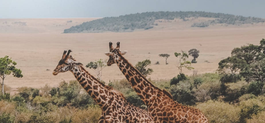 Tanzanie : Top 10 des aventures à proposer pour un séminaire d'entreprise et un voyage incentive sur mesure