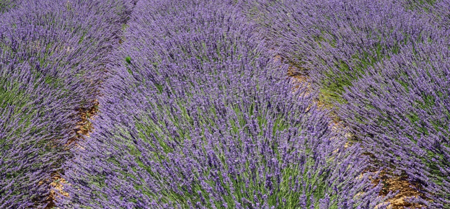 Aix-en-Provence : un séminaire d’entreprise entre nature, culture et team-building éco-responsable