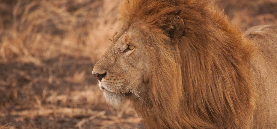 Voyage incentive en Tanzanie : l’aventure safari au service de la motivation d’équipe